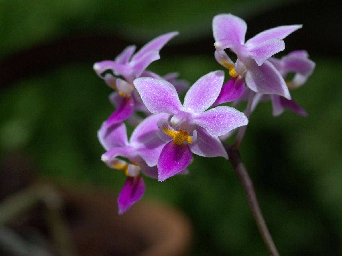 Forscher untersuchten CAM-Pflanzen, wie die abgebildete Orchidee Phalaenopsis equestris, um mehr über den hocheffizienten Photosyntheseweg herauszufinden. (Bildquelle: © Averater/wikimedia.org; CC BY 3.0)