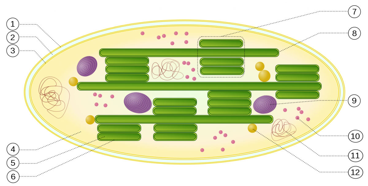 Chloroplast im Querschnitt: (1) äußere Membran, (2) Intermembranraum, (3) innere Membran, (4) Stroma, (5) Thylakoidlumen (im Inneren des Thylakoids), (6) Thylakoidmembran, (7) Granum, (8) Thylakoid (Stromalamelle), (9) Stärkekörper, (10) plastidäres Ribosom, (11) plastidäre DNA, (12) Plastoglobulus.