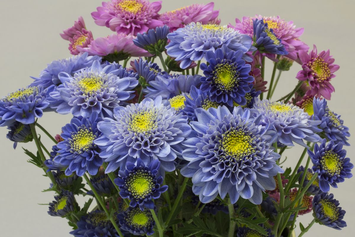 Im Vordergrund zu sehen sind die ersten offiziell blauen Chrysanthemen. (Bildquelle: © Naonobu Noda/National Agriculture and Food Research Organization, Japan)