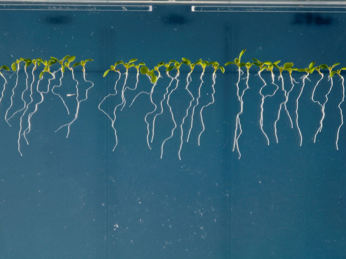 Die Ackerschmalwand (Arabidopsis thaliana) steuert mit bestimmten Metaboliten die mikrobielle Gemeinschaft in ihrem Wurzelraum. (Bildequelle: © Phil Robinson)
