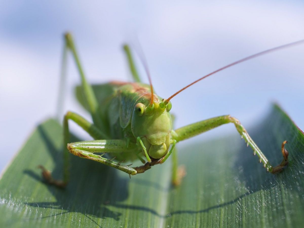 In einer neuen Studie befassen sich WissenschaftlerInnen mit den Auswirkungen des Insektensterbens auf die Pflanzenwelt. (Bildquelle: © Ralf Kunze / Pixabay / CC0)