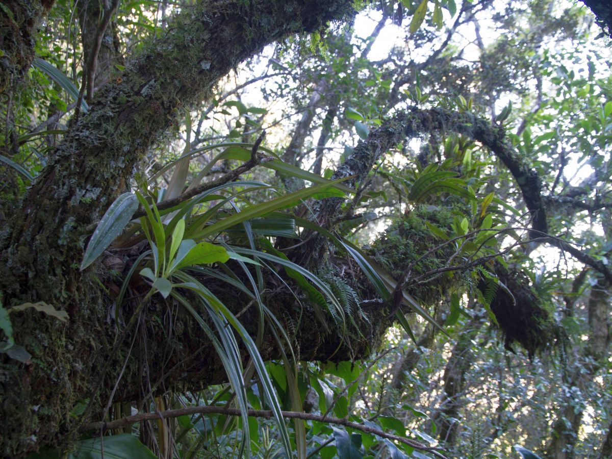 Feuchte tropische Bergwälder wie hier auf La Réunion sind durch eine reiche Epiphytenflora gekennzeichnet (Bildquelle: © Patrick Weigelt)