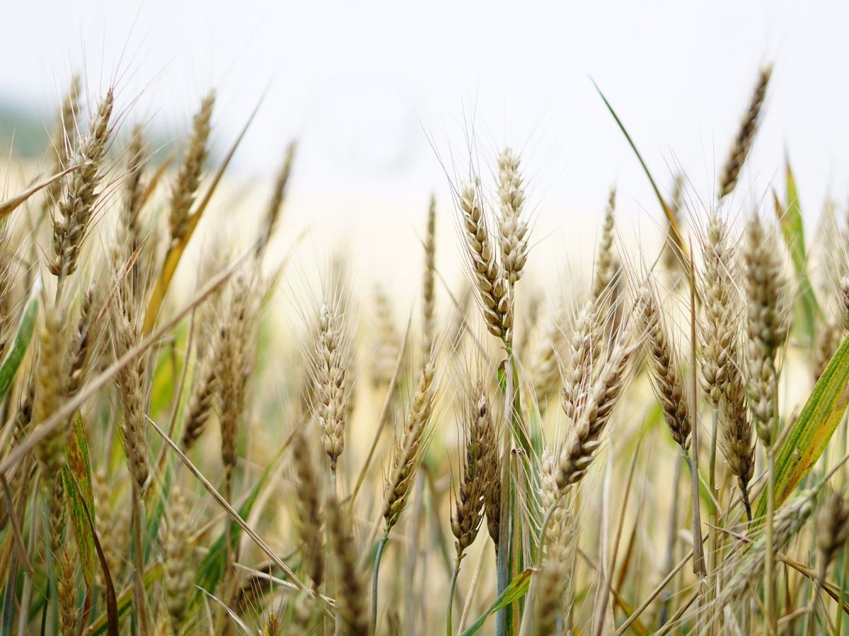 In Getreidefeldern verschatten sich die Pflanzen gegenseitig – starke Individuen sind daher nicht unbedingt günstig für den Flächenertrag eines Ackers. (Bildquelle: © Kira / Pixabay)