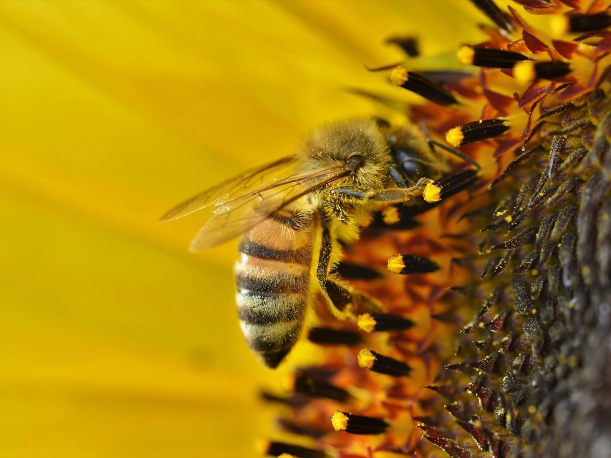 Schädlingsschutz ohne Gefahr für Bienen – „bienenfreundliche“ Limonoide sollen es richten. (Bildquelle: © Ralphs_Fotos / Pixabay)