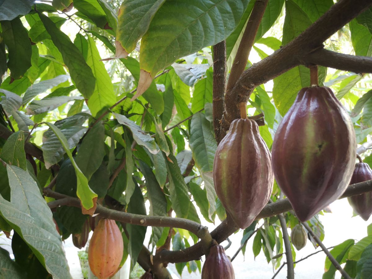 Ein Kakaobaum mit den ovalen Kakaofrüchten, die bis zu 30 Zentimeter lang und ein halbes Kilo schwer werden können. (Bildquelle: © Fraunhofer IVV)