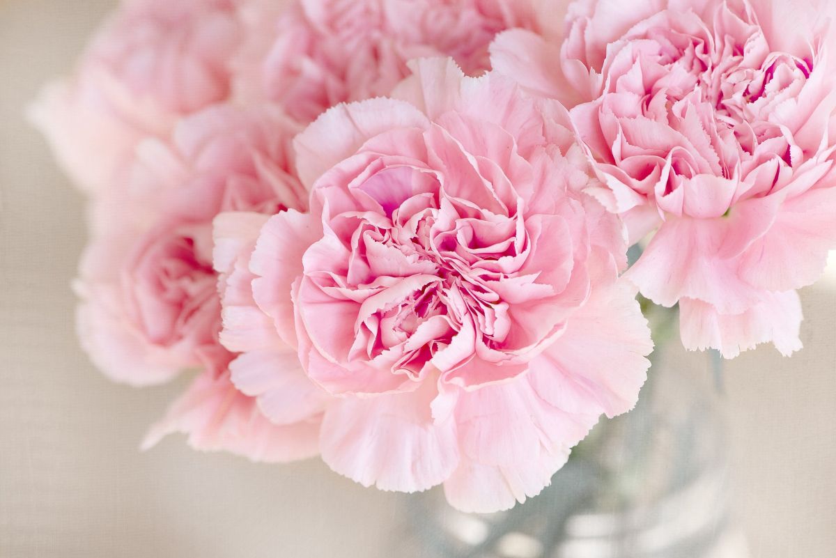 Länger schöne Nelken in der Vase: Bald könnte es eine einfache und biologische Lösung geben, die Schnittblumen länger haltbar macht. (Bildquelle: © pixabay; CC0)