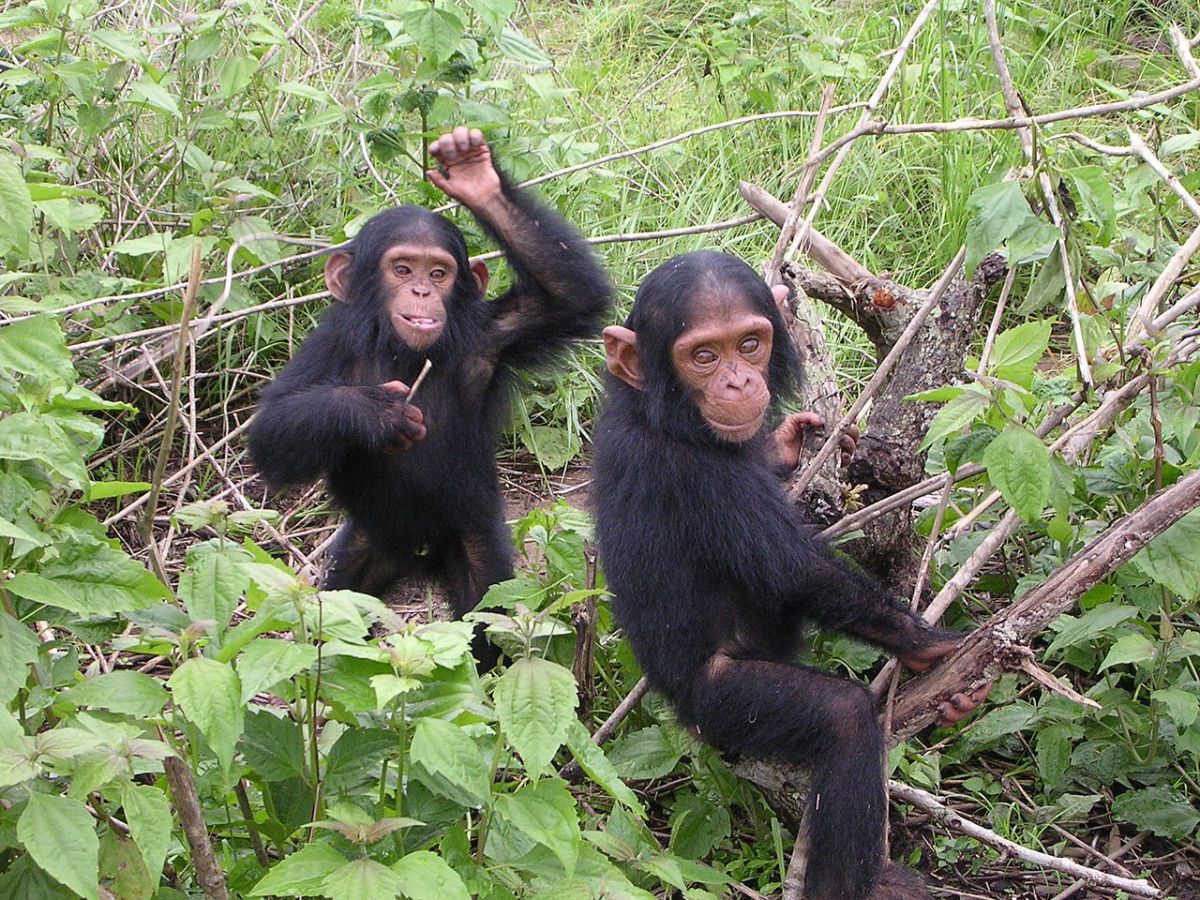 Junge Schimpansen: Abholzung der Regenwälder bedrohen ihren Lebensraum.