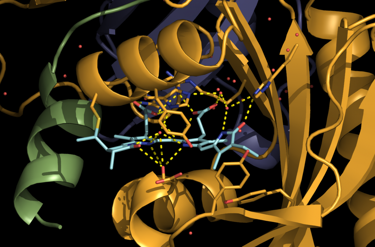 Innerhalb der 3D-Struktur eines Phytochrom-Moleküls zeigt sich ein Bilin-Pigment, das das Photon aufnimmt und sich dadurch verdreht, was ein Signal auslöst.
