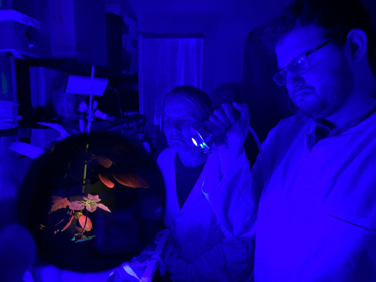 Mithilfe von Blaulicht überprüfen die Forschenden, ob Viren in die Kartoffelpflanze gelangt sind und sich ausbreiten. In dem auf dem Bild gezeigten Versuch gab es keine Virusinfektion.
