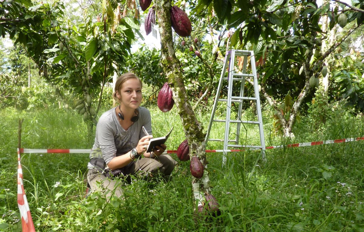 Freilandexperiment in einem der größten Kakao-Anbaugebiete der Welt: Die Göttinger Agrarökologin Bea Maas auf einer Kakaoplantage auf der indonesischen Insel Sulawesi.
