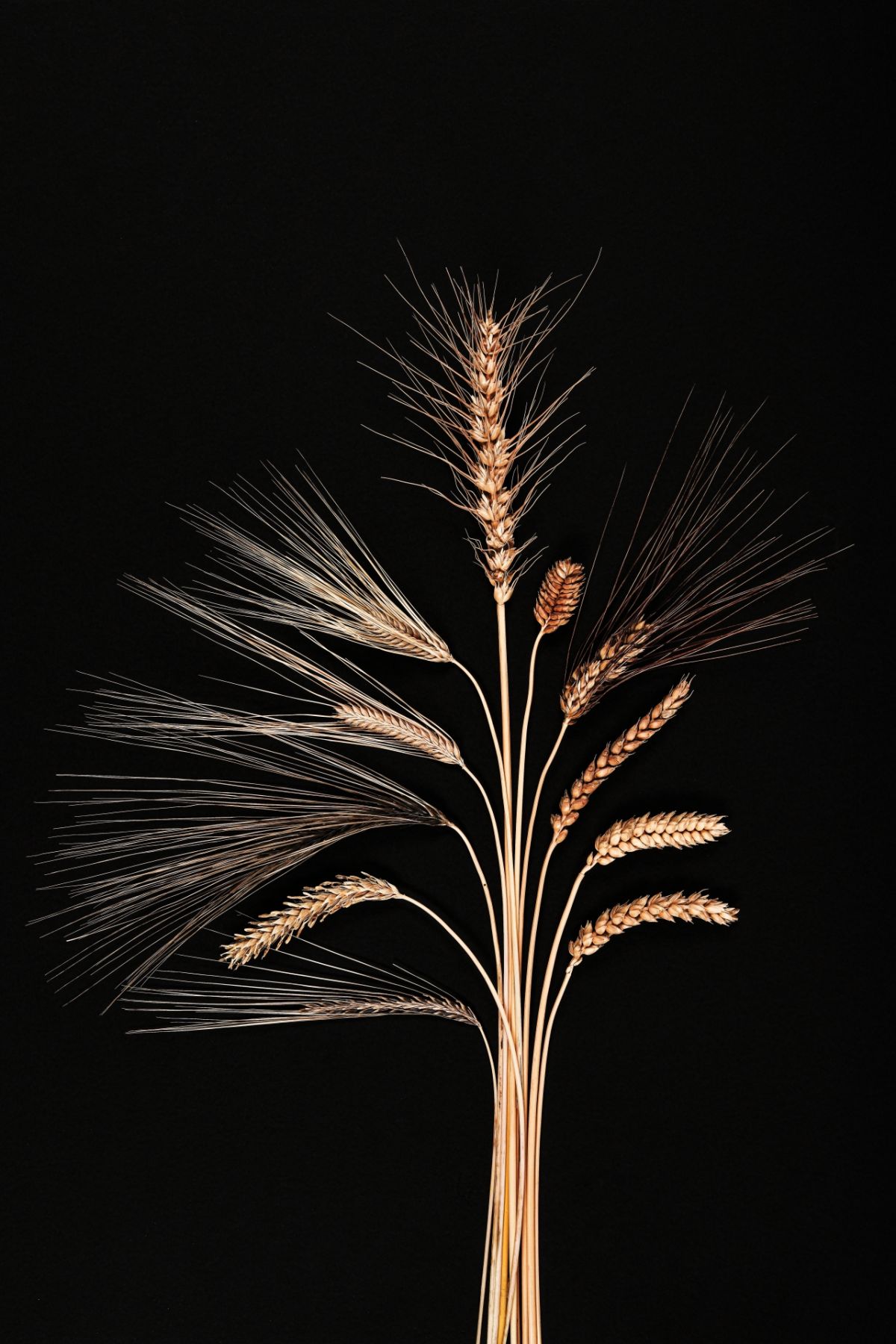 Das Foto zeigt das Spektrum der Vielfalt bei Gerste und Weizen.
