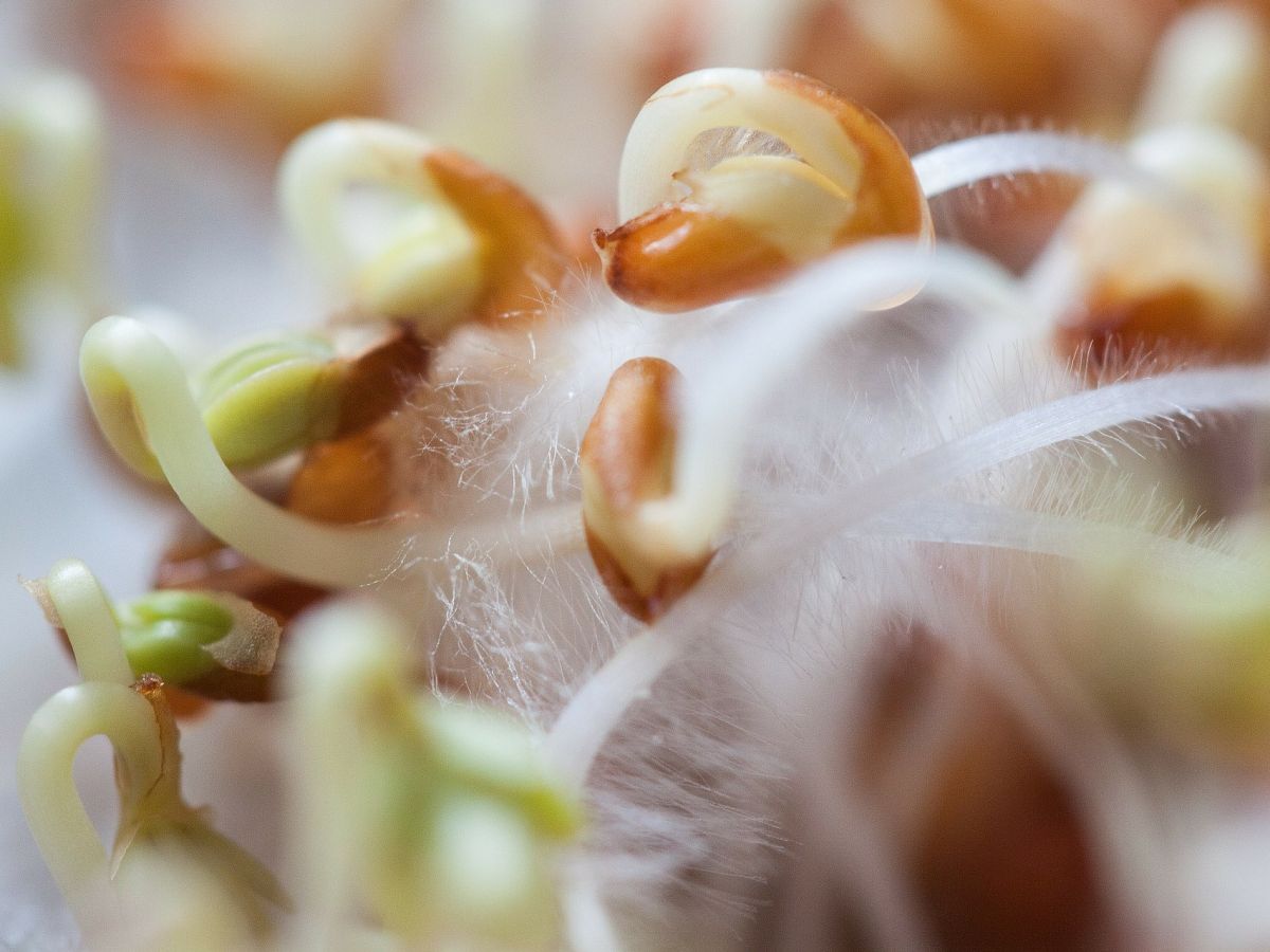 An den Wurzeln interagieren Pflanze (hier: Kresse) und Mikrobiota bei der Regulation des Nährstoffgleichgewichts der Pflanze. (Bildquelle: © stux / Pixabay / CC0)