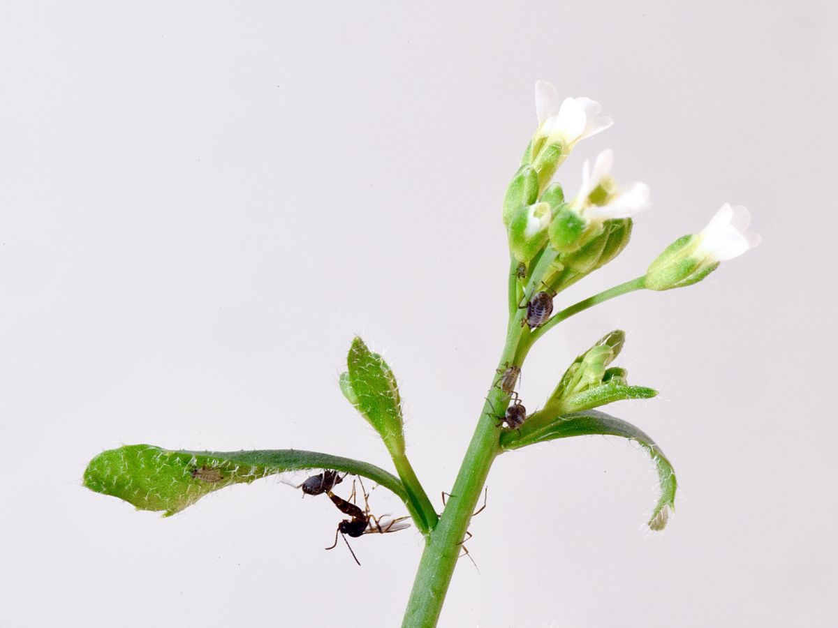Ein einzelnes Gen kann ein ganzes Ökosystem beeinflussen. Das zeigt ein Laborexperiment mit einer Pflanze und dem dazugehörigen Ökosystem von Insekten. (Bildquelle: © Matthias Furler)