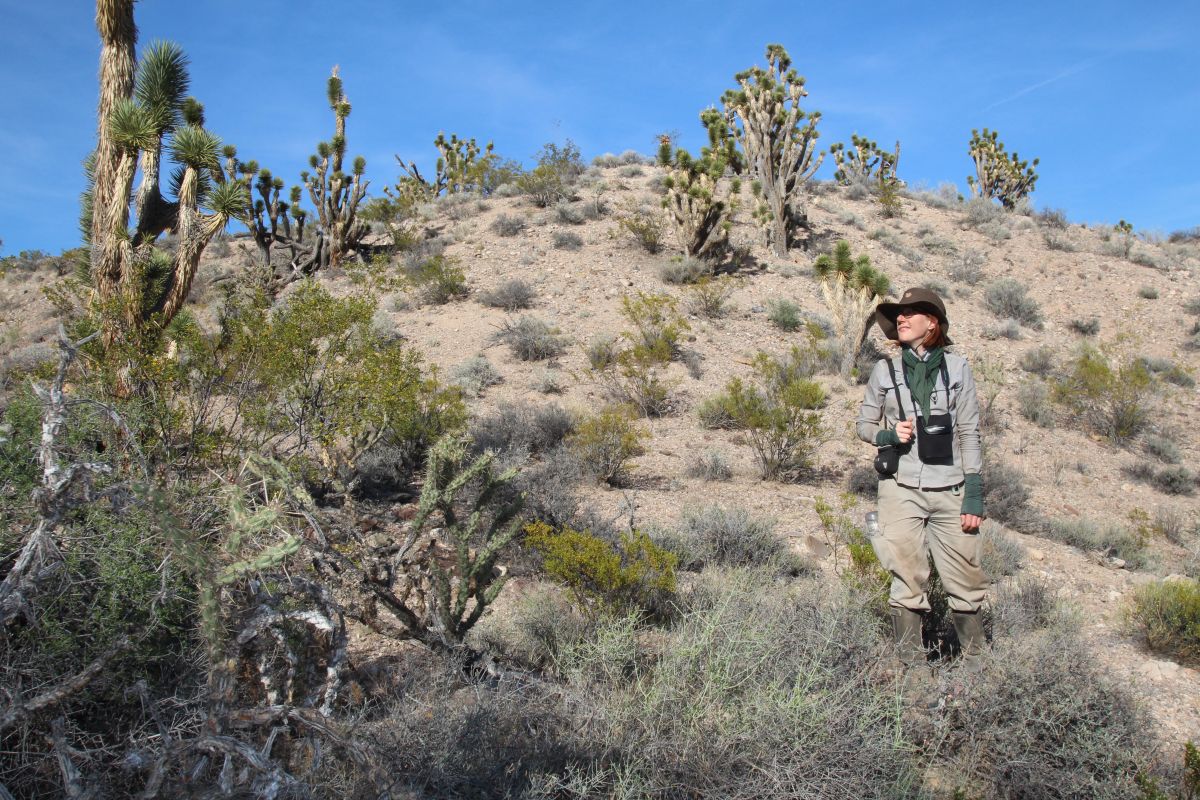 Die Erstautorin der Studie, Dr. Pia Backmann, in der Wüstenlandschaft „Großes Becken“ (Great Basin Desert) in Utah, USA, dem Lebensraum des Wilden Tabaks.