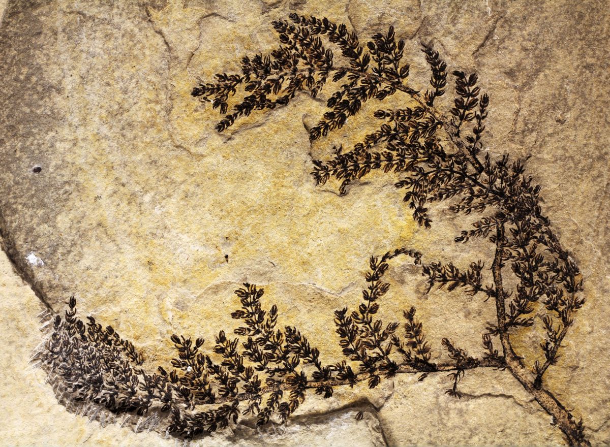 Großes und intaktes Fossil von Montsechia vidalii. In der Regel werden nur kleine fragmentarische Stücke gefunden. (Bildquelle: © Bernard Gomez)