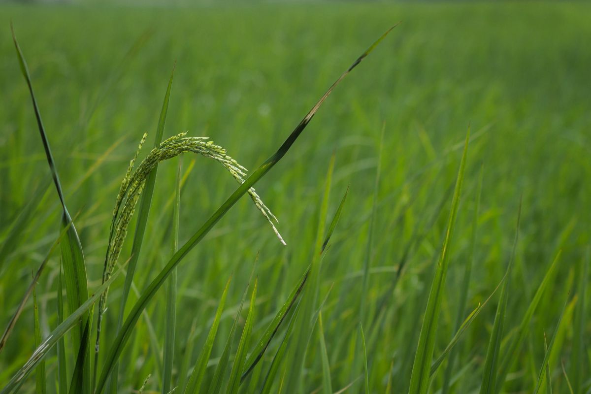 Reis ernährt fast die Hälfte der Menschheit. Doch seine Züchtung ist schwierig. Eine Abwandlung der CRISPR/Cas9 Methode könnte in Zukunft hilfreich sein. (Bildquelle: © pixabay; CC0)