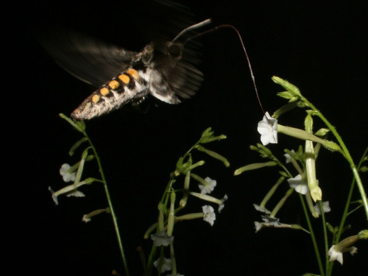 Ein Tabakschwärmer (Manduca sexta) saugt in der Nacht mit seinem Saugrüssel Nektar aus der Blüte des Kojotentabaks Nicotiana attenuata. (Bildquelle: © Danny Kessler, MPI chem. Ökol.)