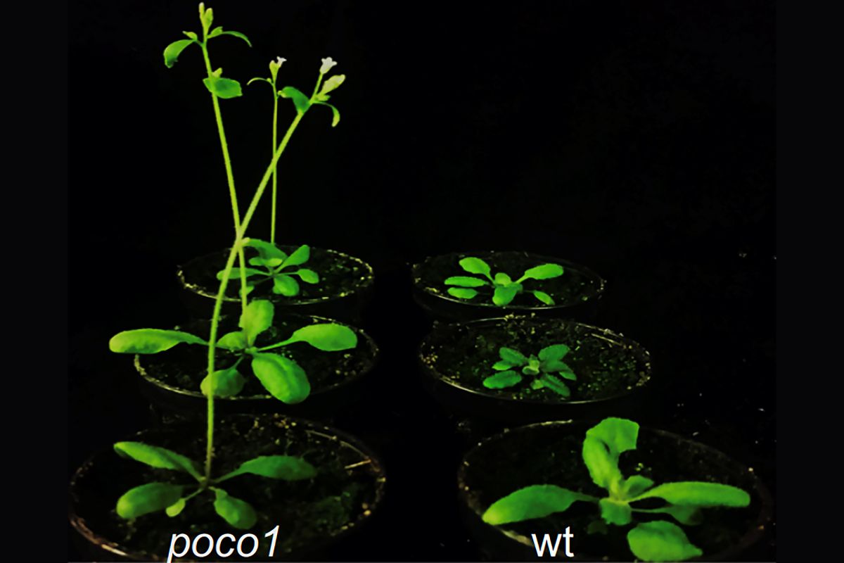 Im Vergleich mit dem Wildtyp (rechts) beginnen Mutanten (links), denen das POCO1-Protein fehlt, deutlich früher, Blüten auszubilden.
