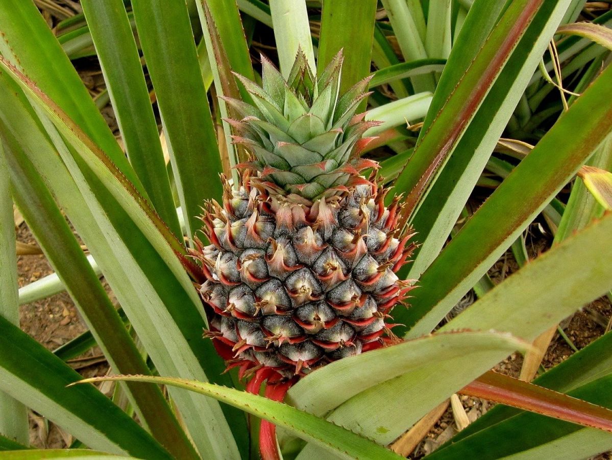 Die Ananas nutzt die CAM-Photosynthese. Doch sollten Züchter versuchen, diesen Stoffwechsel auch in Kulturpflanzen mit C3-Photosynthese einzuführen? (Bildquelle: © skeeze / Pixabay / CC0)