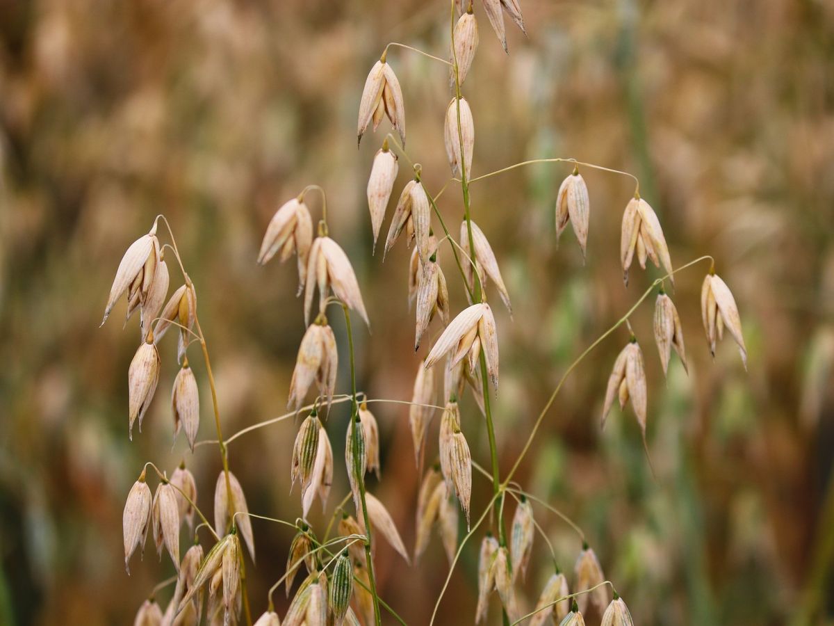 Auch Hafer zählt zu den Nutzpflanzen, die im Rahmen des australischen National Variety Trials phänotypisiert wurden.
