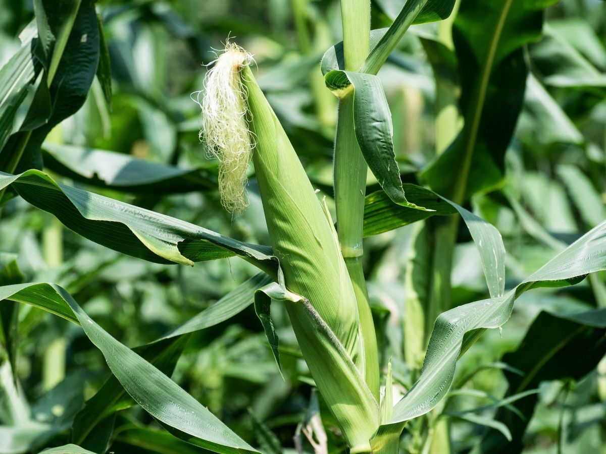 Gesunder Mais: Für die Landwirtschaft ist das zunehmende Verständnis der Interaktion zwischen Effektoren und pflanzlichem Immunsystem von großer Bedeutung.
