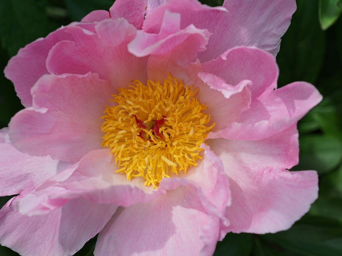 Die Hunds-Rose (Rosa canina) enthält wie andere Rosenarten den Wirkstoff Geraniol. Er wirkt entzündungshemmend. (Bildquelle: © photosforyou / Pixabay)
