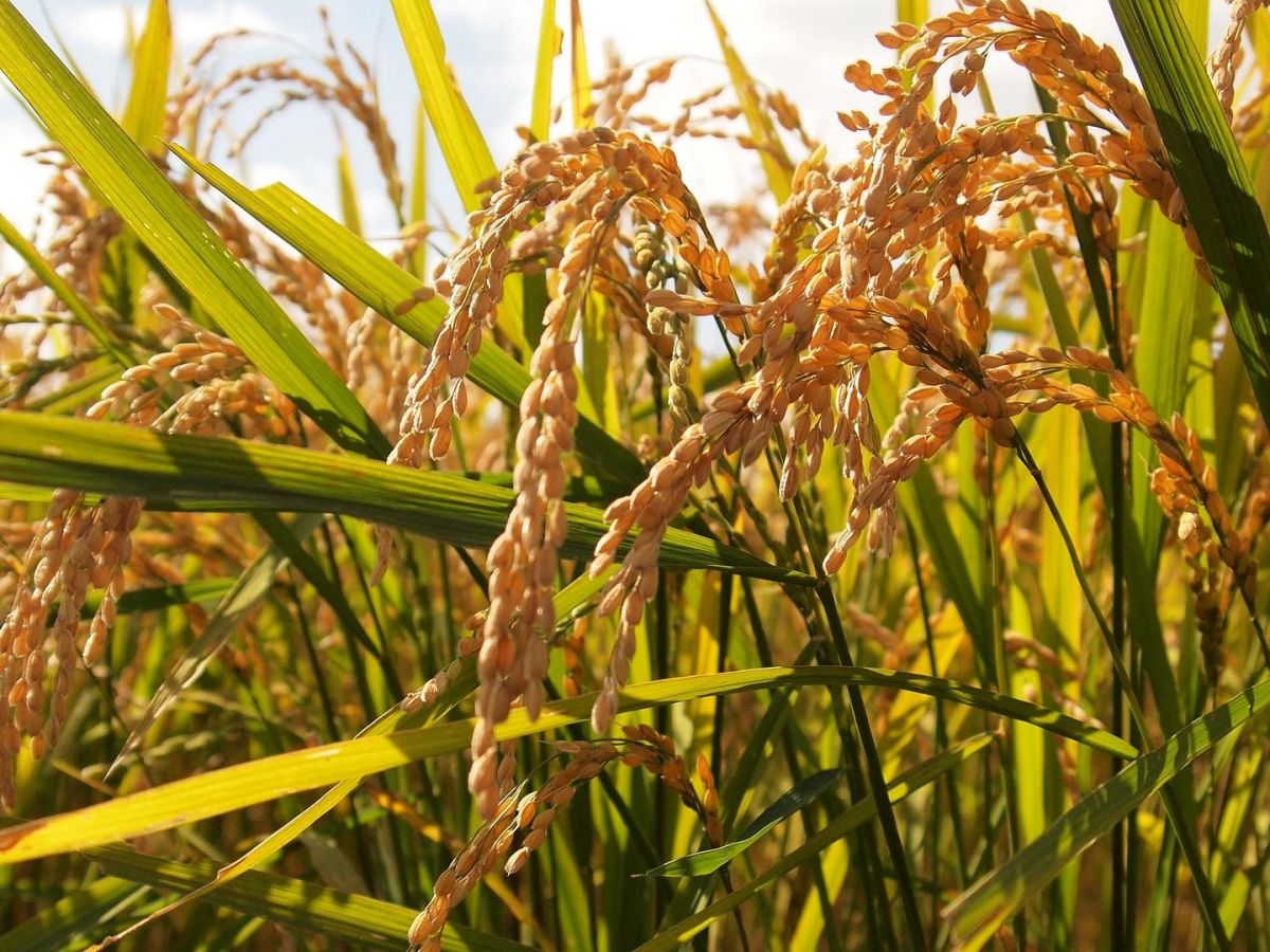 Auch wilde Verwandte wichtiger Nutzpflanzenarten wie Reis oder Weizen sollen strenger geschützt werden.
