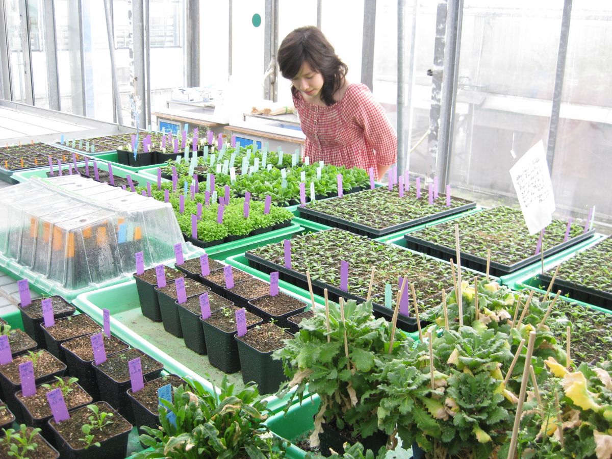 Je nachdem, ob die Forscher bei der Ackerschmalwand das Gen PBS3 ausschalteten oder nicht, wuchsen die Pflanzen unterschiedlich gut, wenn sie gleichzeitig biotischem und abiotischem Stress ausgesetzt waren.