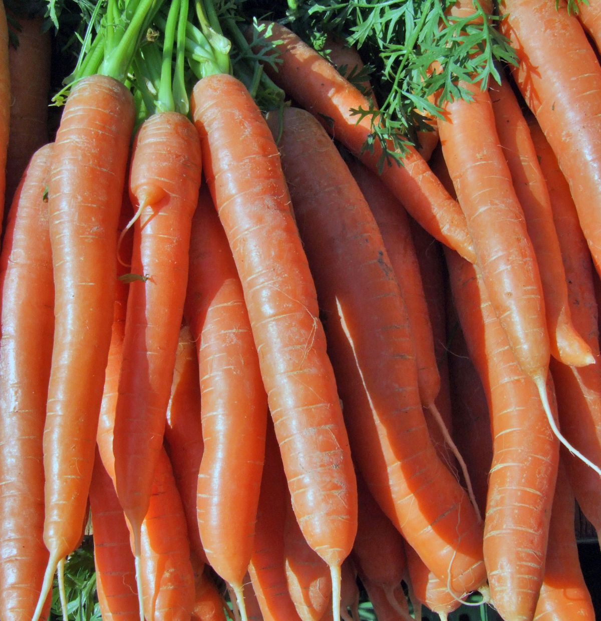 Die meisten Karotten, die wir essen sind orange. Die ersten domestizierten Möhren waren hingegen lila und gelb. 

