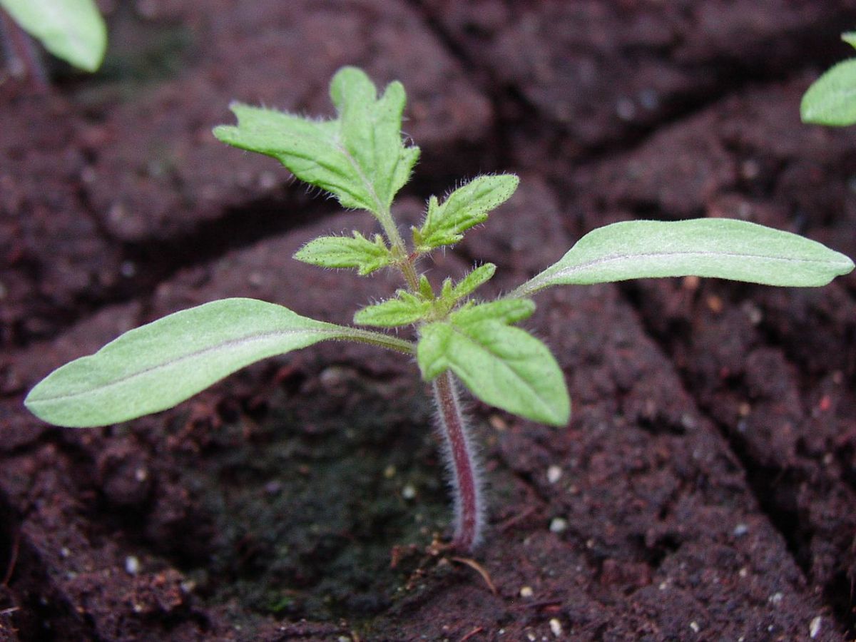 Pflanzenhormone der Gruppe der Strigolaktone sind unter anderem Wachstums- und Entwicklungsregulatoren. (Bildquelle: © Goldlocki/wikimedia.org; CC BY-SA 3.0)