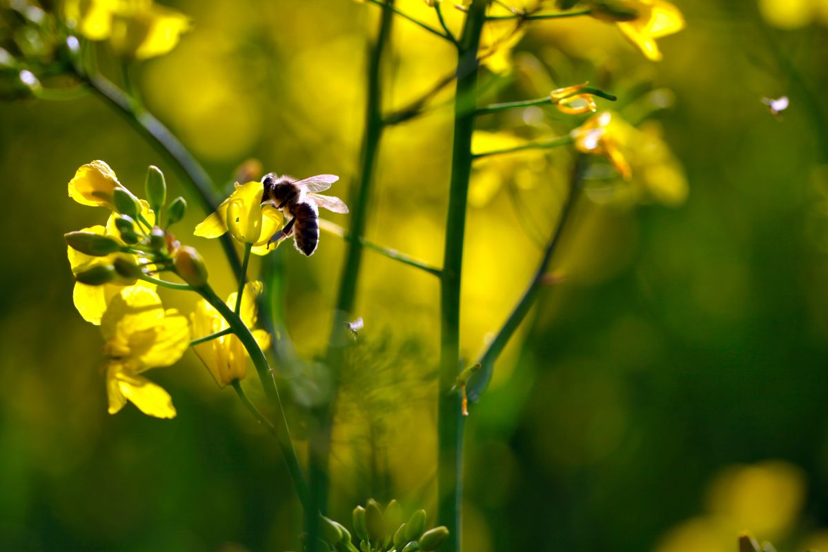 „Rapsblüten in der Abendsonne“ von Richard Odemer. Manche Insekten wie die Honigbiene sind uns sehr willkommen. Andere wollen wir, zumindest auf dem Acker, lieber nicht sehen, weil sie den Nutzpflanzen schaden. Insektizide schützen Pflanzen, können aber ungewollte Nebenwirkungen haben. Richard untersucht daher Auswirkungen der Mittel auf die pelzigen Bestäuber.
 - TOP TEN	