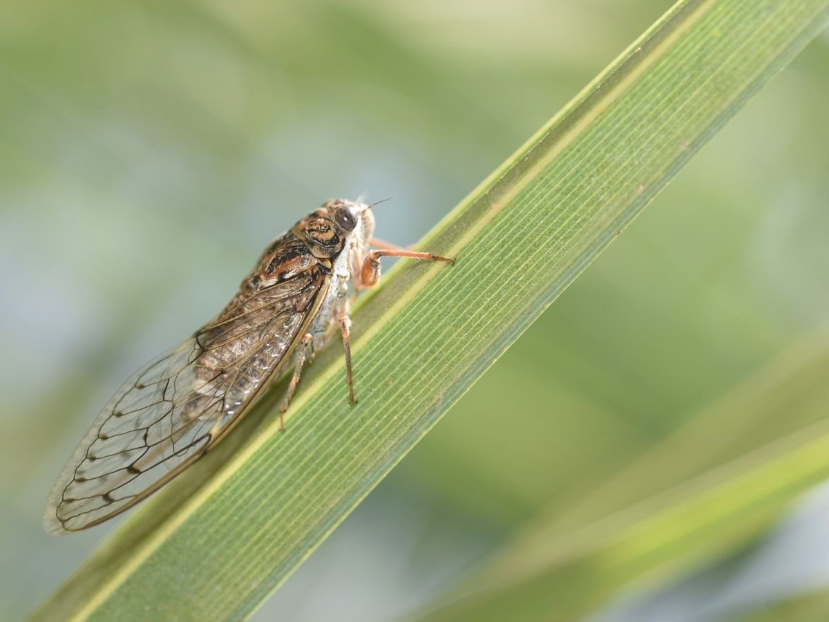 In Deutschland sind ca. 30 Zikaden-Arten als Schädlinge von Kulturpflanzen bekannt. Diese saugen an ihren Wirtspflanzen entweder am Mesophyll, am Xylem oder am Phloem.
