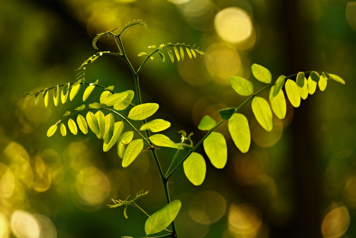 Jede Pflanze hat eine artspezifische Blattform. (Bildquelle: © Pixabay; CC0)