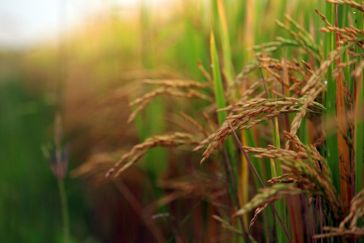 Der Ertrag von Reis hängt wesentlich vom Verhältnis von Stickstoff und Phosphor im Boden ab. (Bildquelle: © arjunreddy/Pixabay/CC0)