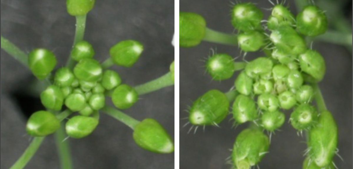 Der Blütenstand einer Ackerschmalwand des Wildtyps (links) und der vergrößerte Blütenstand einer genetisch veränderten Pflanze, in der Cytokinin-abbauende Gene ausgeschaltet wurden (rechts).