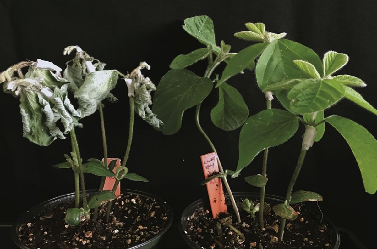 Sojapflanzen wurden mit einem Oomyceten-Erreger infiziert. Die rechte Pflanze wurde mit ascr#18 behandelt, die linke nicht. (Bildquelle: © Aardra Kachroo, University of Kentucky)