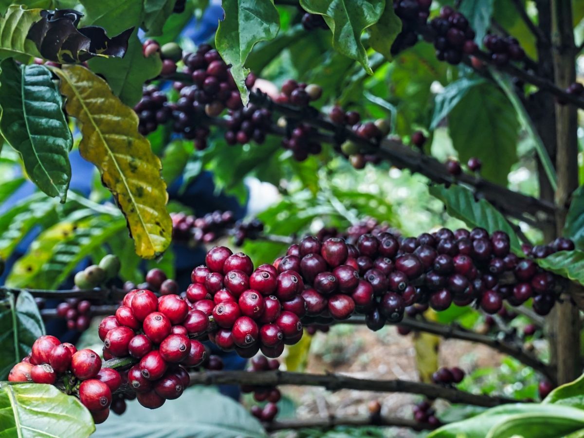 Reifende Kaffeebohnen: Auch Kaffeepflanzen sind z.B. auf Bestäubung angewiesen. Von diesem NCP (Nature's Contribution to People) sind nicht nur die Kaffeebauern abhängig, sondern auch die Kaffeeindustrie und die Verbraucher. (Bildquelle: © hoclop12 / Pixabay)