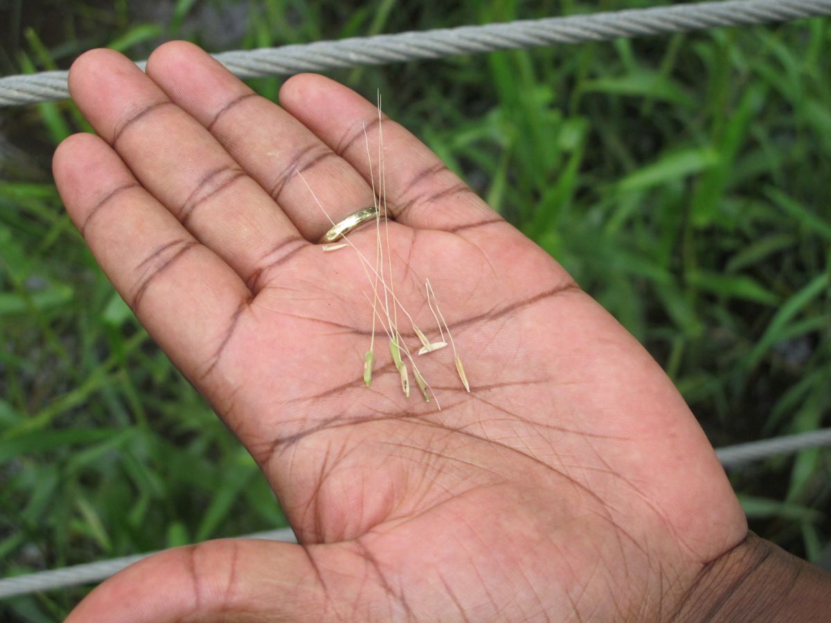 Ein wilder Verwandter: Dies sind Körner von unkultiviertem wildem australischen Reis. (Bildquelle: © The University of Queensland)