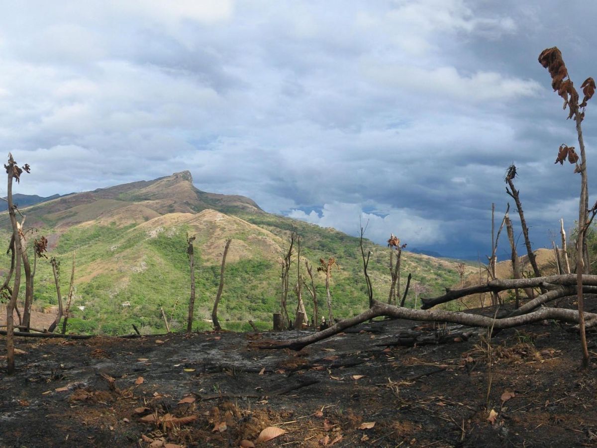 Brandrodung für die Anlage von Plantagen: Landnutzungsänderungen wie diese setzen vermutlich mehr CO2 frei als bisher angenommen. (Bildquelle © DirkvdM/wikimedia.org/ CC BY 3.0)