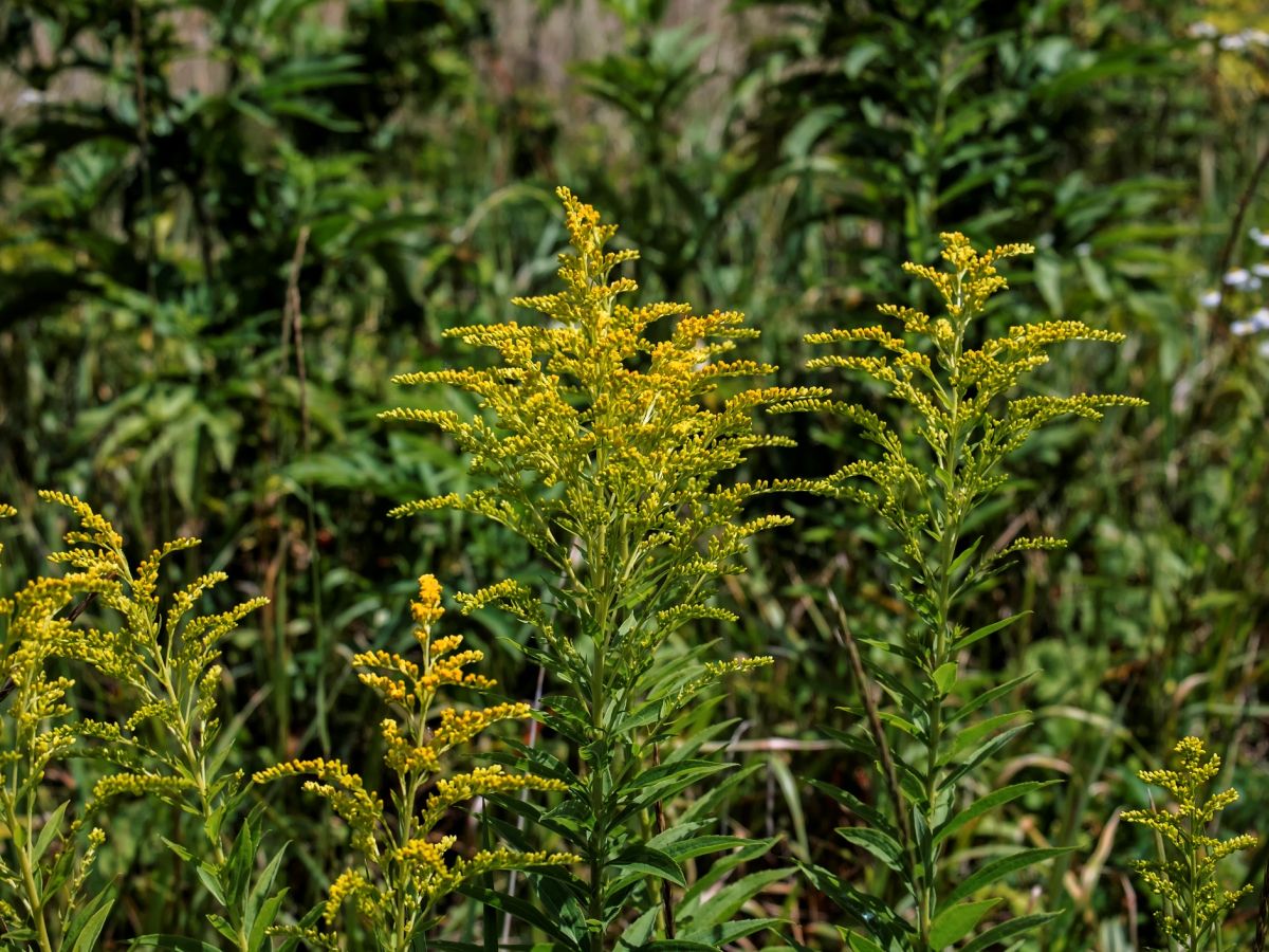 Die Goldrute (Solidago altissima) diente in der Studie als Versuchspflanze. (Bildequelle: © iStock.com/Lastovetskiy)
