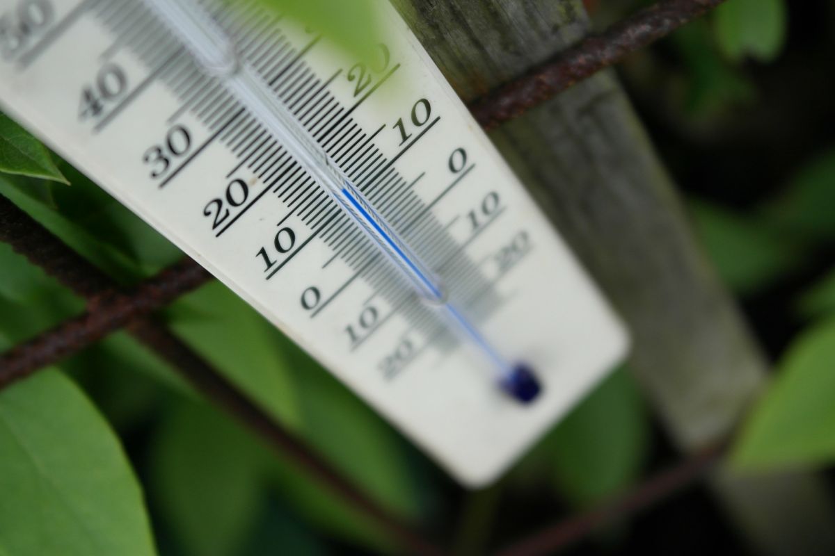 Wie Pflanzen Temperaturen messen 
