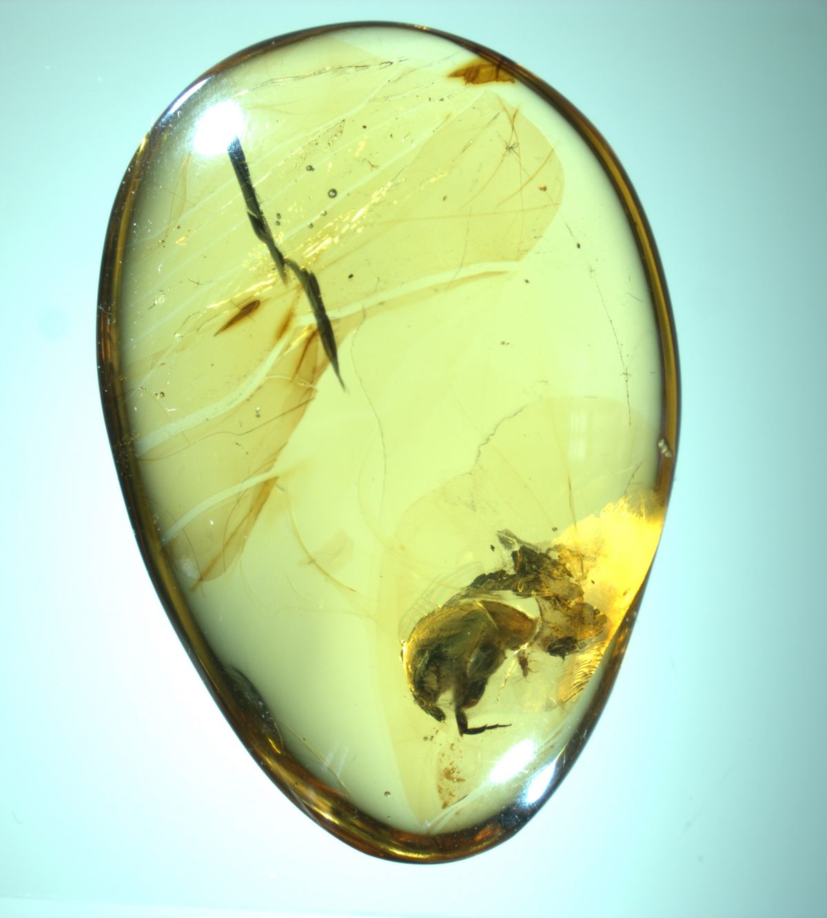 Im Berstein eingeschlosse: A. burmitina. Das 99 Millionen Jahre alte Fossil, das in einer Mine im Norden von Myanmar gefunden wurde, enthält auch 62 Pollenkörner einer Blume aus der Gruppe der Eudikotyledonen. Es ist der früheste bekannte direkte Beweis für die Insektenbestäubung von Bedecktsamern.

