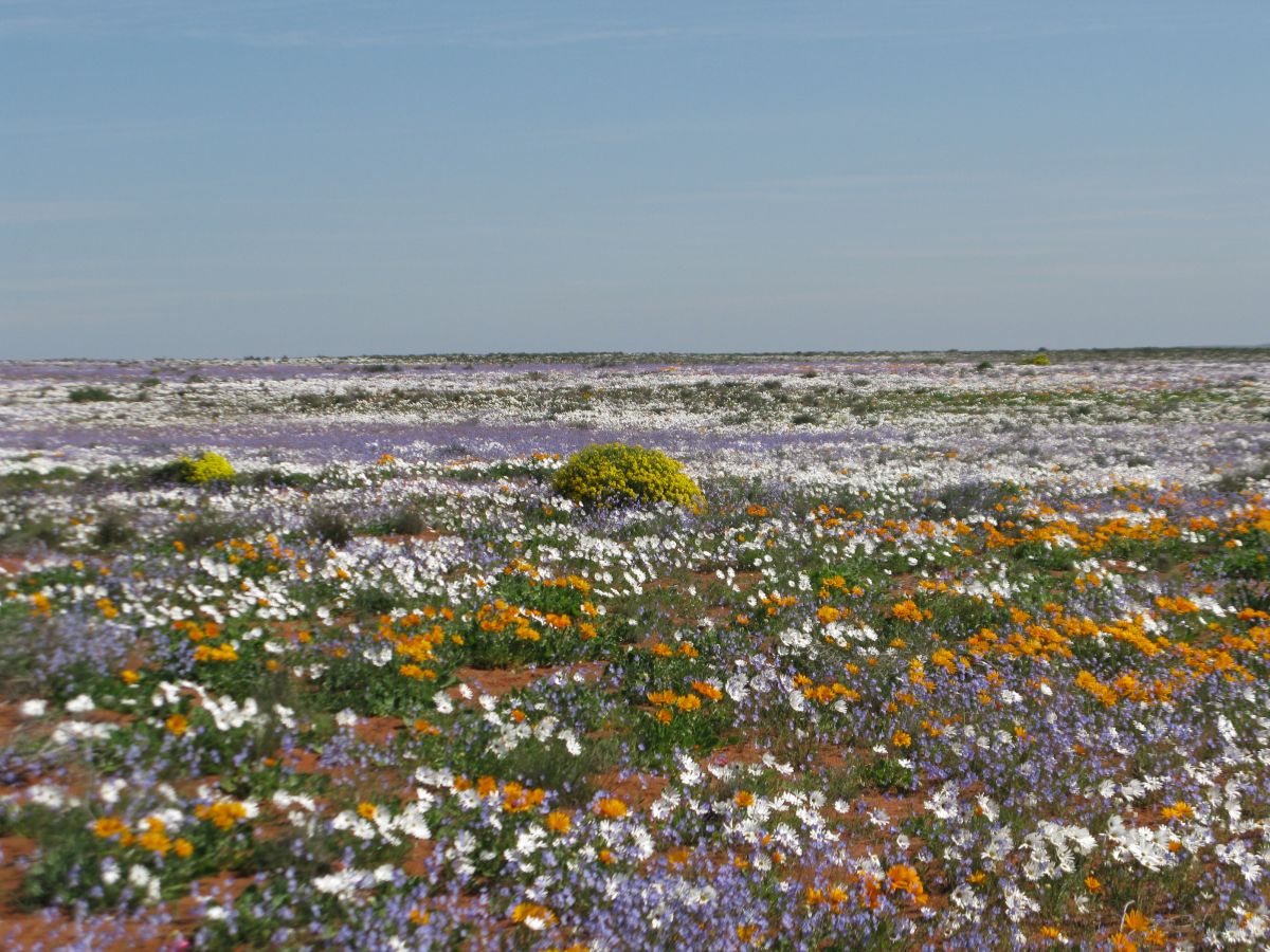 Die meisten Blütenpflanzenarten sind zur Fortpflanzung auf Bestäuber angewiesen. Dies gilt auch für die einjährigen Gänseblümchenarten, die in Südafrika im Frühjahr die Massenblüte dominieren.
