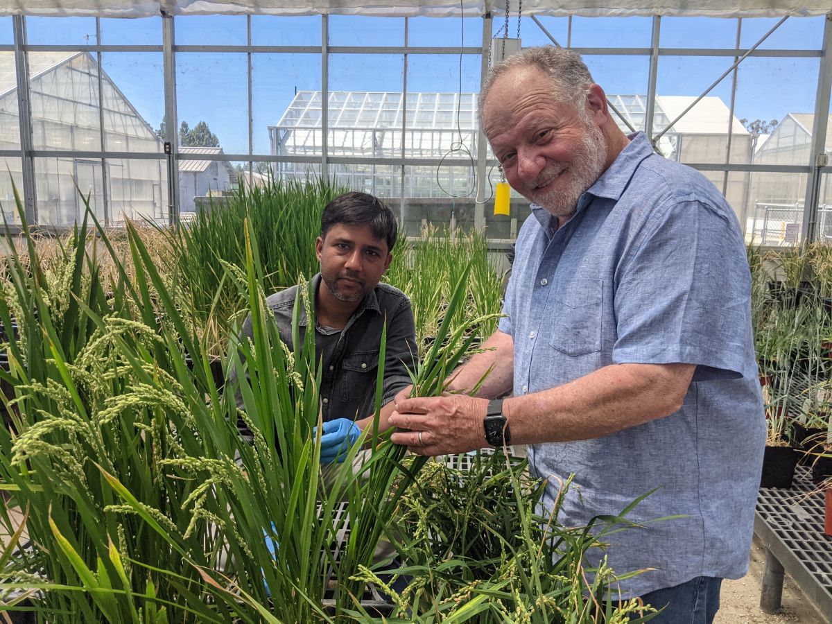Eduardo Blumwald (rechts) vom UC Davis Department of Plant Sciences, mit dem Postdoktoranden Akhilesh Yadav im Gewächshaus: Das Team um Blumwald hat den abgebildeten Reis modifiziert, um Stickstoff effizienter zu nutzen.
