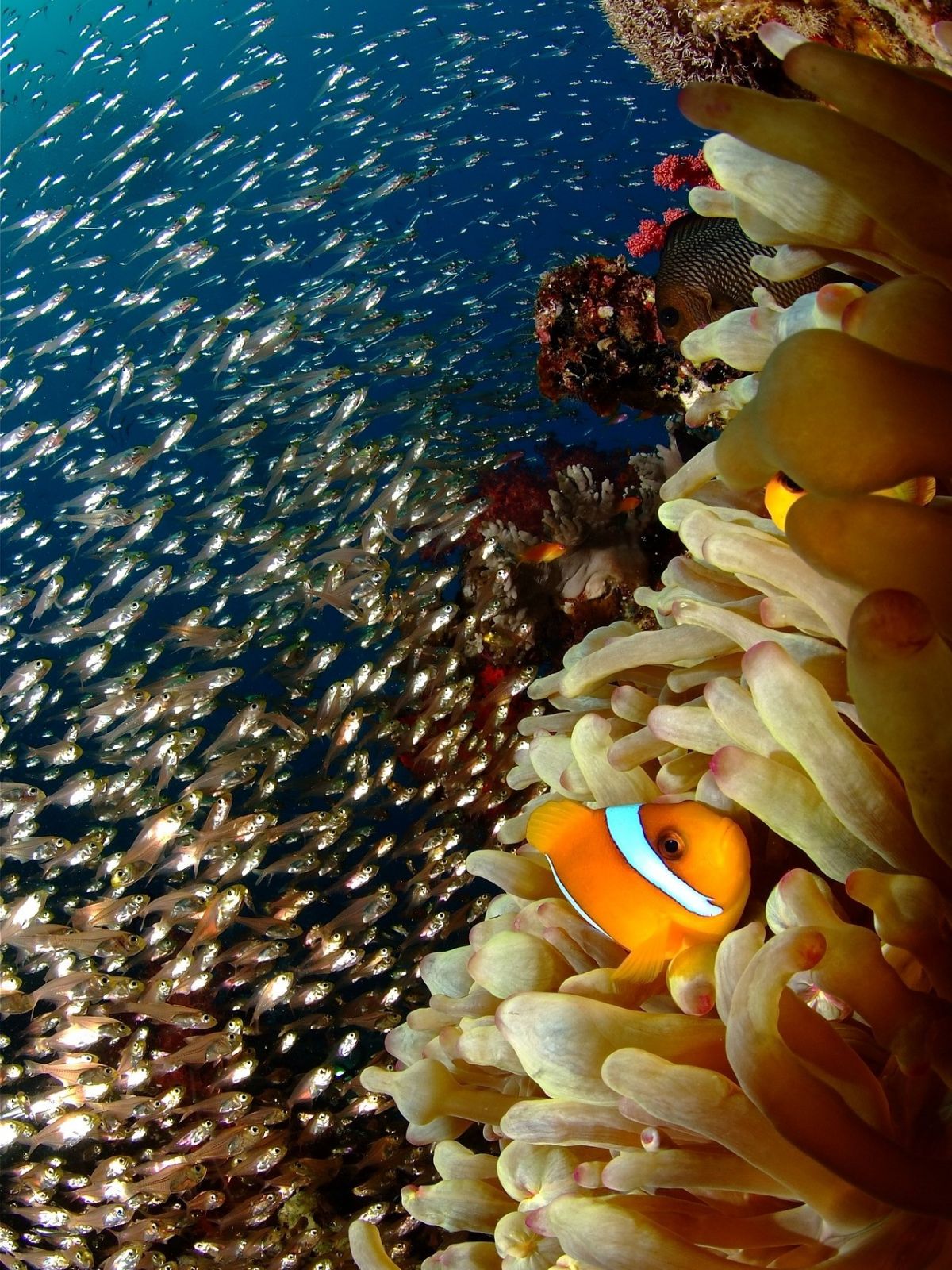 Korallen gehören zu den großen Primärproduzenten in den Flachwasserbereichen der Ozeane.
