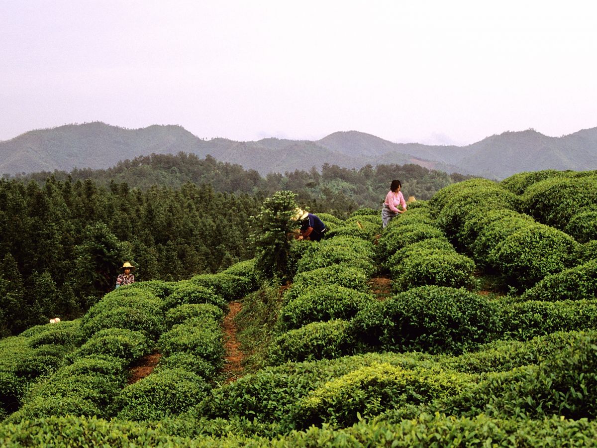 Eine Teeplantage in China, dem Mutterland des Tees. (Bildquelle: © Matti&Keti / Wikipedia /CC BY-SA 4.0)