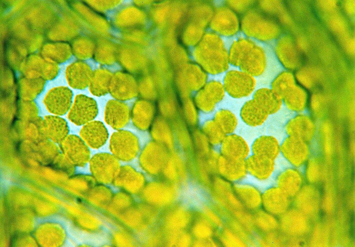 Chloroplasten in einer Blattzelle des Echten Sternmooses (Mnium stellare). (Bildquelle: © Thomas Geier/Wikimedia.org/CC BY-SA 3.0)