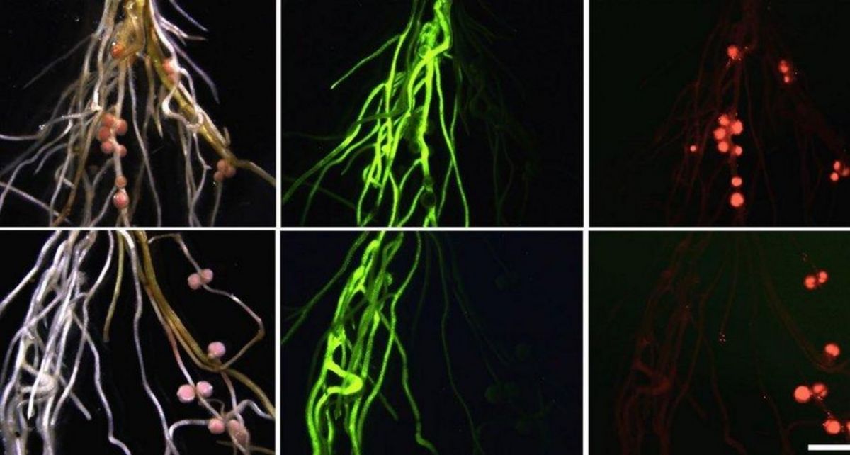 Obere Reihe: Wurzeln des Wildtyps – transgen oder nicht – bilden Knöllchen aus (transgene Proben fluoreszieren grün). Untere Reihe: Herunterregulierung von miR2111 in transgenen Wurzeln (grün fluoreszierend markiert) führt zu einer reduzierten Symbiose. Stickstofffixierende Knöllchen (rot fluoreszierend) bilden sich bevorzugt an nicht-transgenen Wurzeln bei normaler miR2111-Aktivität.