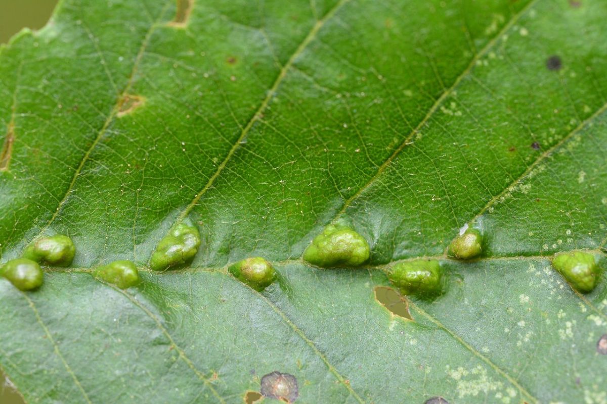 Das Bakterium Rhodococcus fascians verursacht Blattgallen. Pflanzengallen können von vielen unterschiedlichen Erregern hervorgerufen werden und an unterschiedlichen Stellen der Pflanze auftreten. Hier abgebildet sind Blattgallen, die die Pflanze Milben zu verdanken hat. 