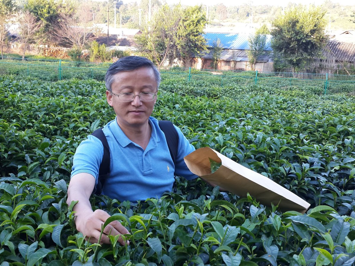 Der Pflanzengenetiker Li-zhi Gao sammelt Blätter der Teepflanze für die Sequenzierung.